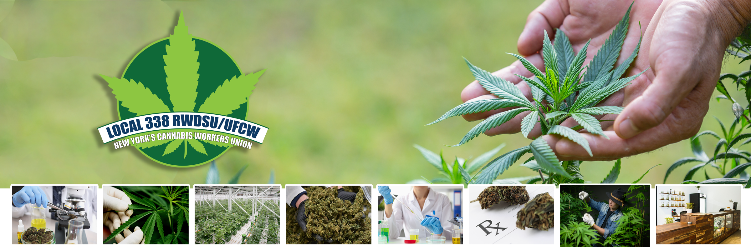 Local 338 Cannabis